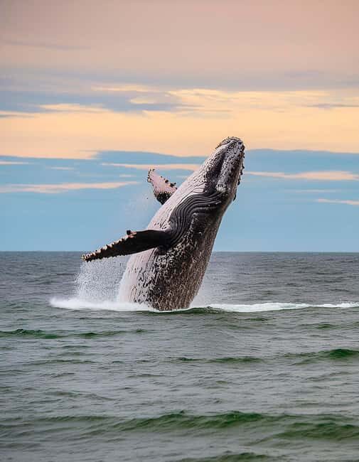 Azores: Whale Watching & Islet Boat Tour w/ Marine Biologist - Out to Sea with a High-Speed Zodiac