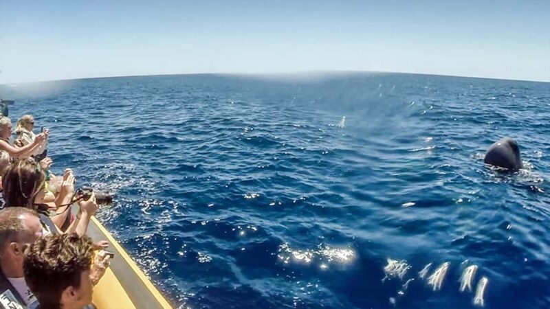 Azores: Whale Watching & Islet Boat Tour w/ Marine Biologist - Free Time and Optional Add-Ons