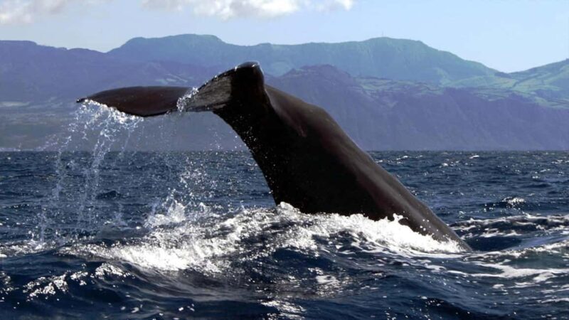 Azores: Whale Watching & Islet Boat Tour w/ Marine Biologist - The Value and Practical Considerations
