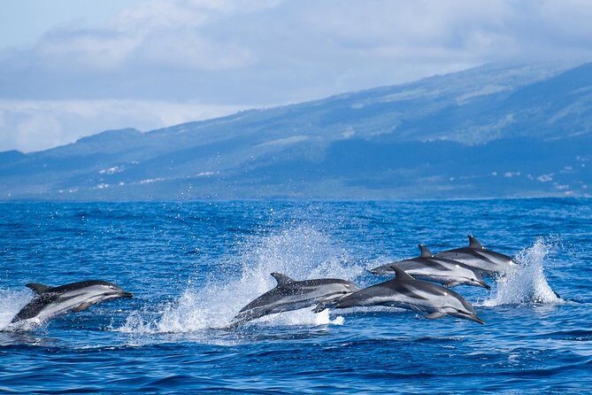 Azores Whale Watching Tour  Ponta Delgada - The Practical Side: Inclusions, Pricing, and Logistics