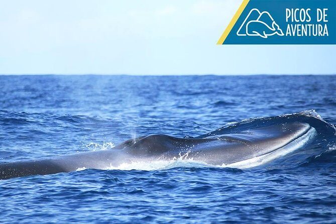 Azores Whale Watching Tour  Ponta Delgada - Final Thoughts