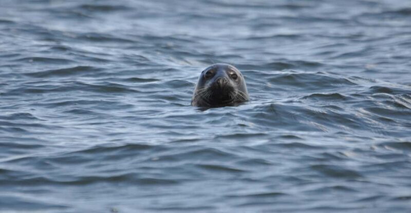 Baabe on Rügen: Seal-Spotting Cruise in the Baltic - An Honest Look at the Seal-Spotting Cruise