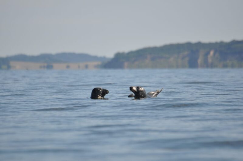 Baabe on Rügen: Seal-Spotting Cruise in the Baltic - FAQ
