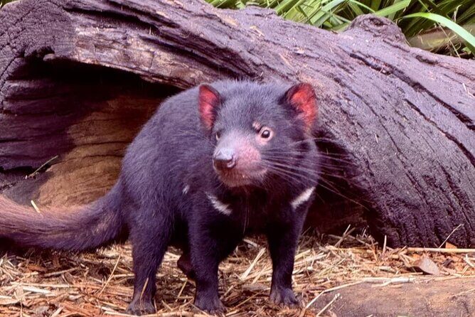 Baby Animals, Boomerangs and BBQ Lunch - Key Points