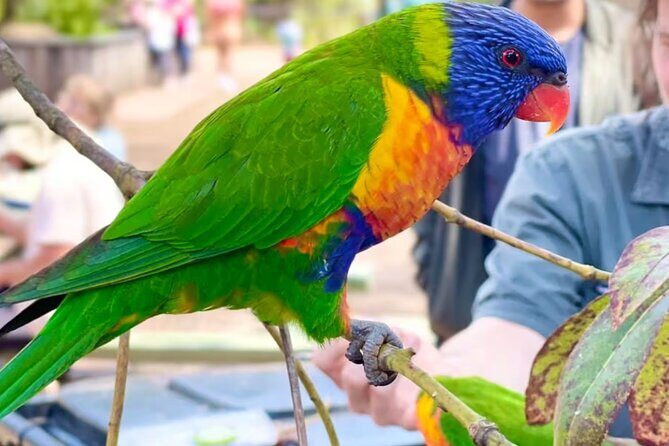 Baby Animals, Boomerangs and BBQ Lunch - Transportation, Group Size, and Overall Value