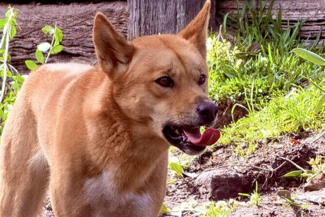 Baby Animals, Boomerangs and BBQ Lunch - Who Will Love This Tour?