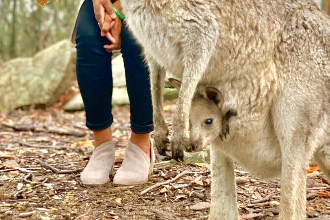 Baby Animals, Boomerangs and BBQ Lunch - Final Thoughts: The True Value of “Baby Animals, Boomerangs and BBQ Lunch”