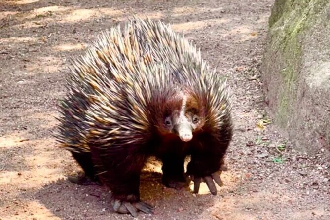 Baby Animals, Boomerangs and BBQ Lunch - The Sum Up