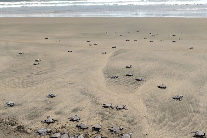 Baby Sea Turtle Releasing Sightseeing Tour with Luis de la Maza - FAQs