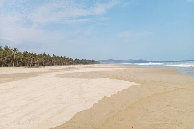 Baby Sea Turtle Releasing Sightseeing Tour with Luis de la Maza - Final Thoughts