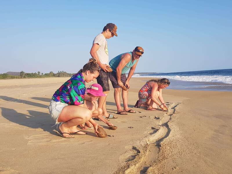 Baby Sea turtles release in Puerto Escondido - Key Points