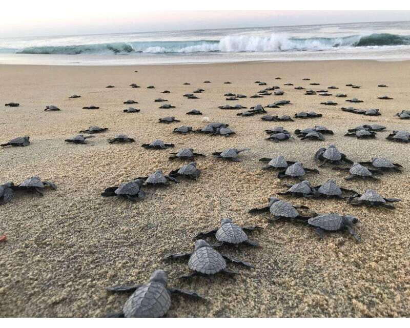 Baby Sea turtles release in Puerto Escondido - The Value for Money