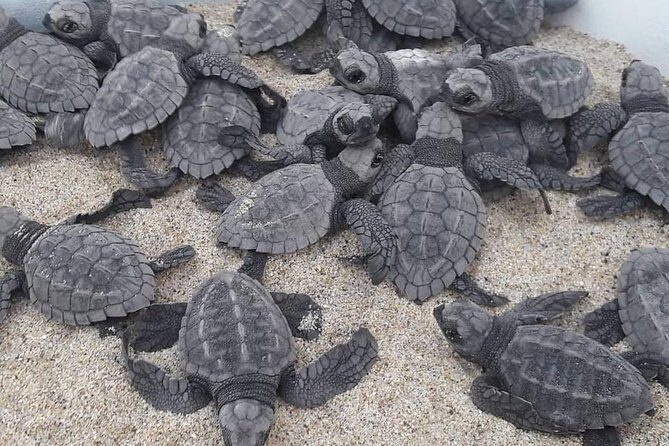 Baby Turtle Release - An In-Depth Look at the Baby Turtle Release Tour