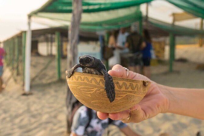 Baby Turtle Release Tour + Pick up + Courtesy in Puerto Escondido! - A Detailed Look at the Turtle Release Tour