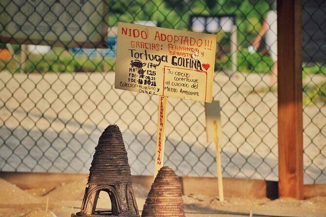 Baby Turtle Release Tour + Pick up + Courtesy in Puerto Escondido! - Authentic Reviews and Perspectives