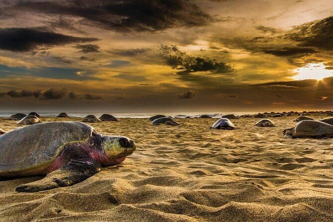 Baby Turtle Release Tour + Pick up + Courtesy in Puerto Escondido! - FAQs