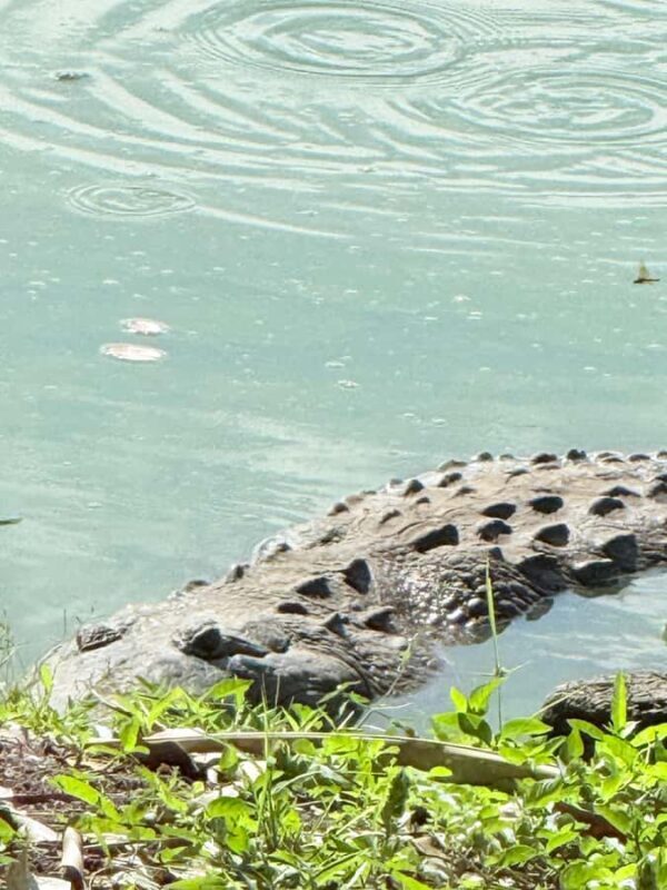 Bacalar Must-dos | Ichkabal Ruins, Boat Trip & Los Rapidos - Los Rápidos: Nature’s Waterpark