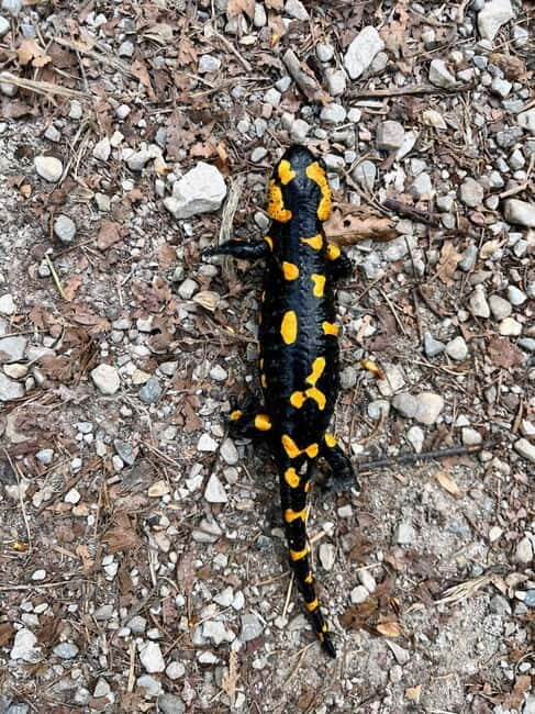 Bad Goisern: Caving & Scenic Hiking Adventure - Key Points