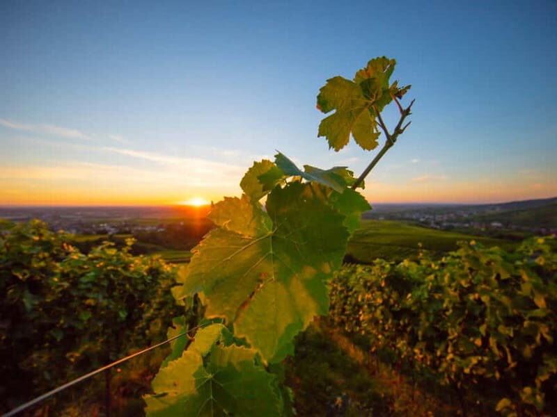 Baden-Baden: Wanderung mit dem Schwarzwald-Guide - Final Thoughts