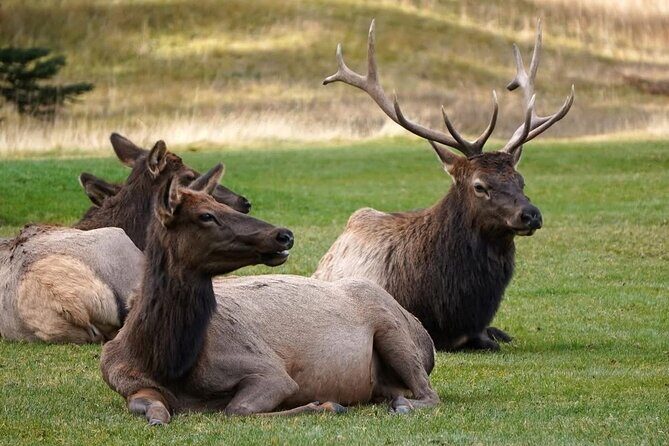 Baff and Yoho National Park Private Day Tours - Who Should Book This Tour?