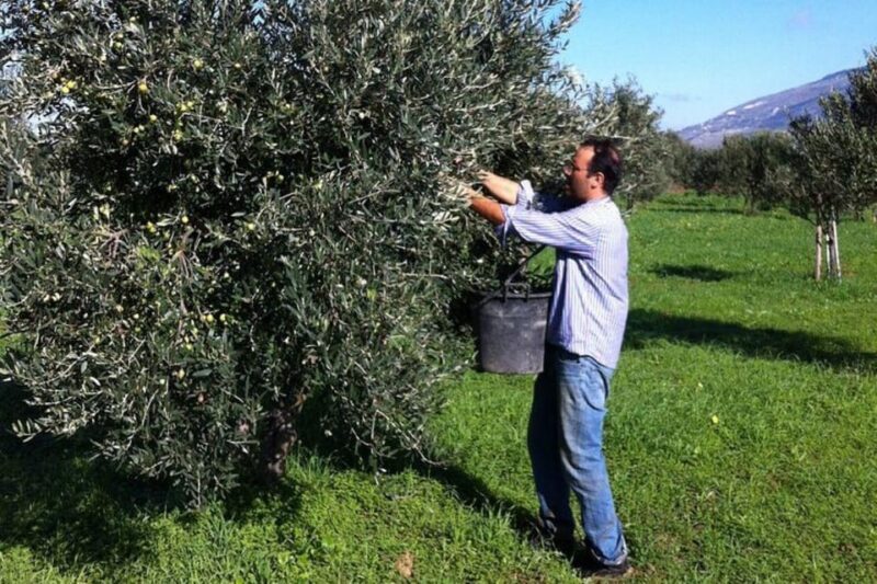 Baglio Florio Adamo: Oil Tasting - A Closer Look at the Olive Oil Tasting Tour