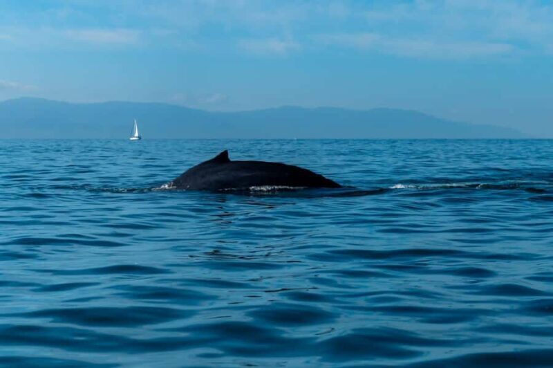 Bahía de Banderas: Whale Watching and Snorkeling Tour - FAQs