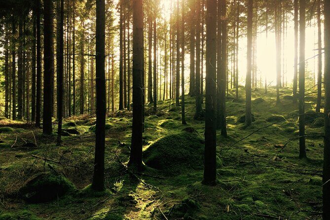 Bainbridge Island Serenity Forest Hike & Cultural Landmarks Tour - Who Will Love This Tour?