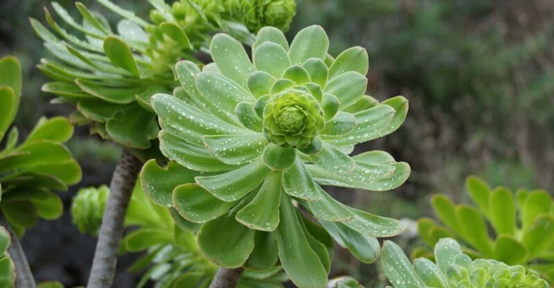 Balades Découverte Anaga & La Laguna - A Deep Dive into the Tour Experience