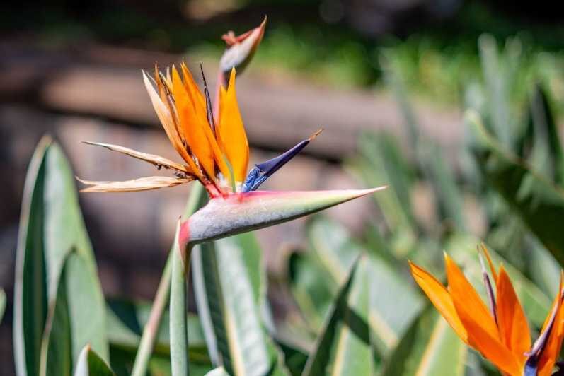 Balades Découverte Teide - La Orotava - Icod de los Vinos - Key Points