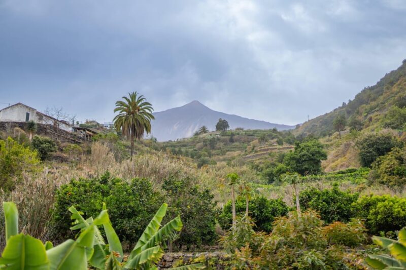 Balades Découverte Teide - La Orotava - Icod de los Vinos - Exploring Tenerife with a Guided Full-Day Tour