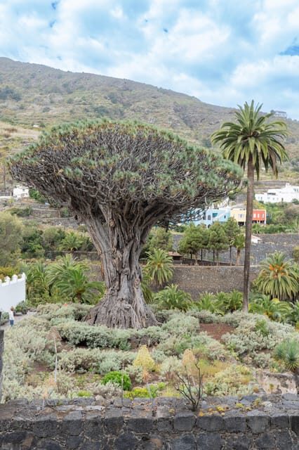 Balades Découverte Teide - La Orotava - Icod de los Vinos - Icod de los Vinos and Its Famous Dragon Tree
