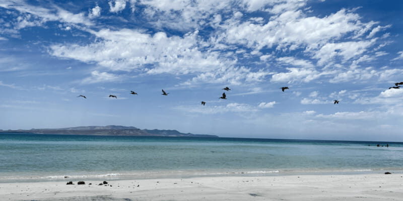 Balandra and Tecolote Beaches Day Trip with Lunch - Who Should Consider This Tour?