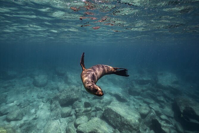 Balandra Beach and Sea Lions Private Tour - Final Verdict