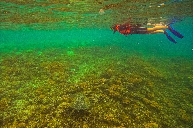 Balandra Beach Escape Snorkel & Wildlife Roundtrip Pichilingue - In-Depth Breakdown of the Itinerary