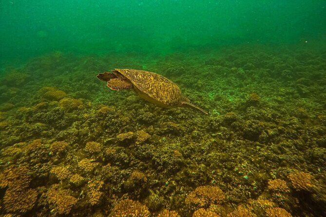 Balandra Beach Escape Snorkel & Wildlife Roundtrip Pichilingue - Authentic Insights from Other Travelers