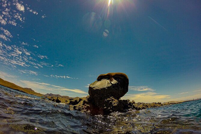 Balandra Beach Escape with Snorkeling and Wildlife Watching - An In-Depth Look at the Tour Experience