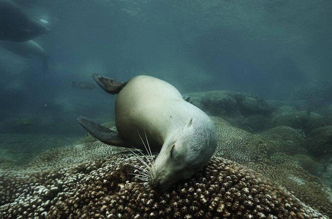 Balandra Private Boat Tour - Frequently Asked Questions