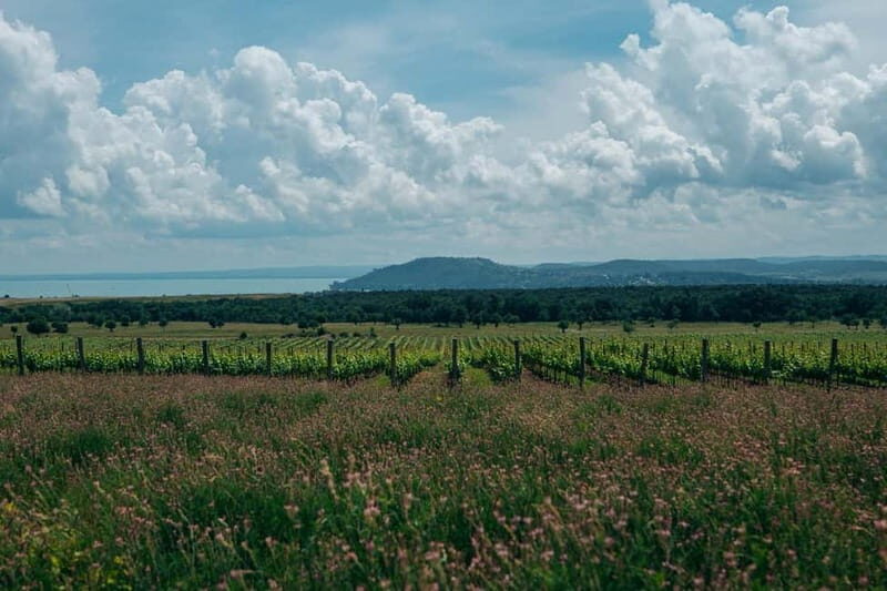 Balatonfüred: Zelna Wine Bistro Tasting Experience - Additional Notes and Tips