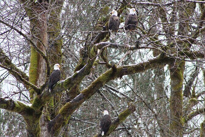 Bald Eagles Nesting Area Tour at Skagit River - An introduction to the Skagit River eagle adventure