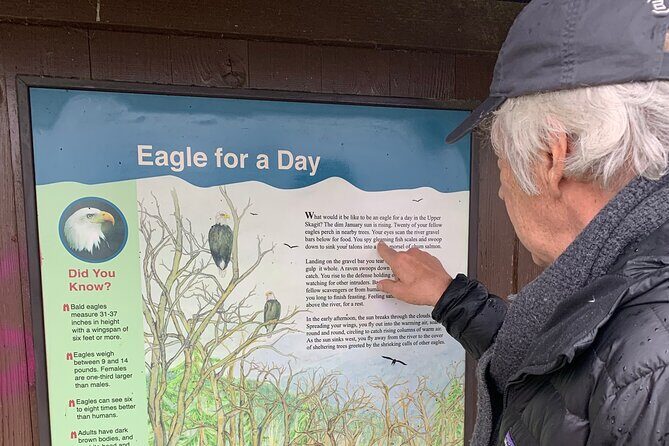 Bald Eagles Nesting Area Tour at Skagit River - A detailed look at what you can expect