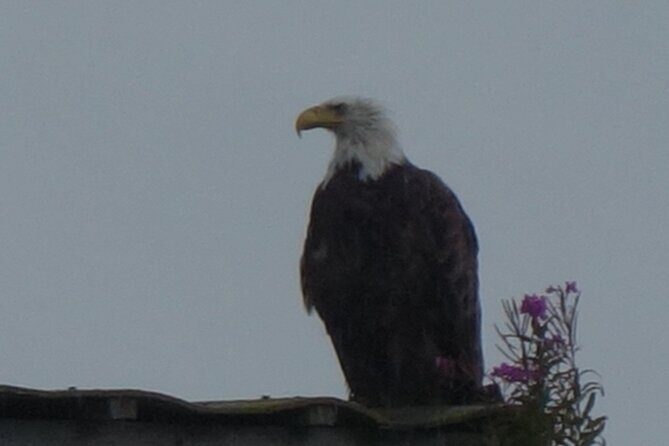 Bald Eagles Nesting Area Tour at Skagit River - Authentic reviews and insights