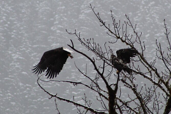 Bald Eagles Nesting Area Tour at Skagit River - Final thoughts: Is this tour right for you?