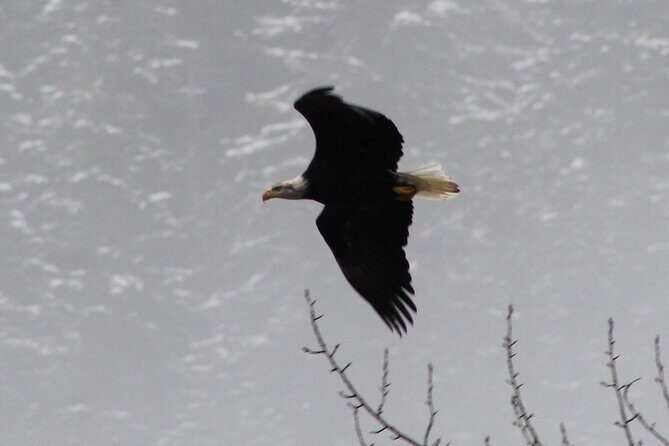 Bald Eagles Nesting Area Tour at Skagit River - Final verdict