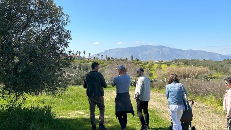Balestrate: Olive Grove Tour with Wines & Olive Oil Tasting - Key Points