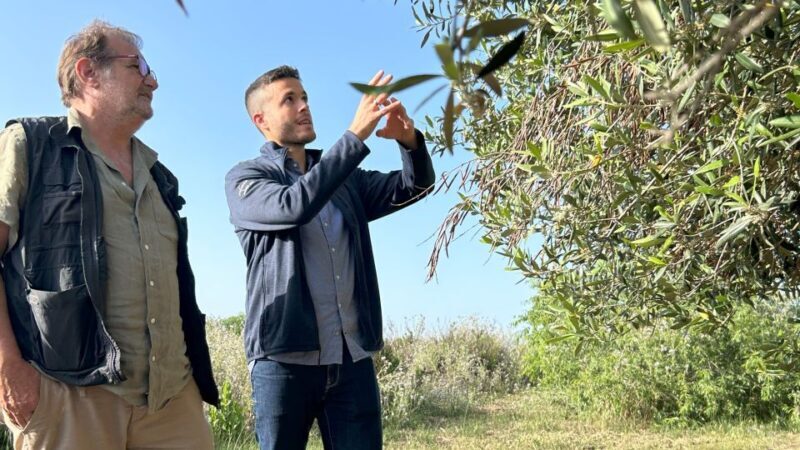 Balestrate: Olive Grove Tour with Wines & Olive Oil Tasting - A Thorough Look at the Olive Grove Tour Experience
