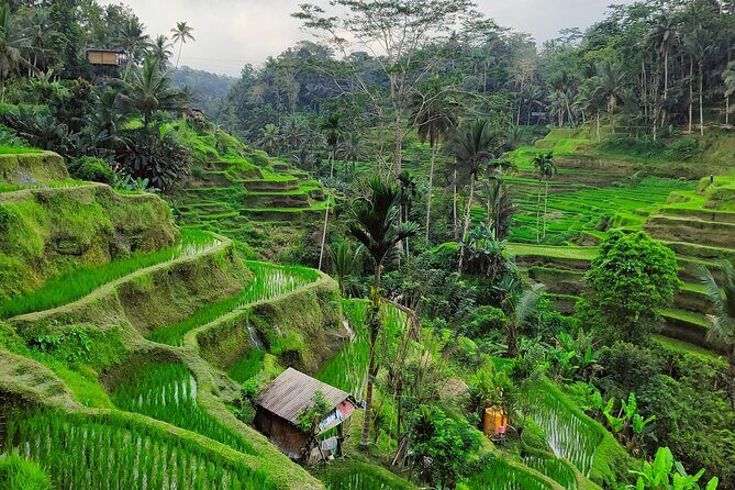 Bali Airport Pickup Transfer to Ubud Area (Private) - Who Is This Transfer Best Suited For?