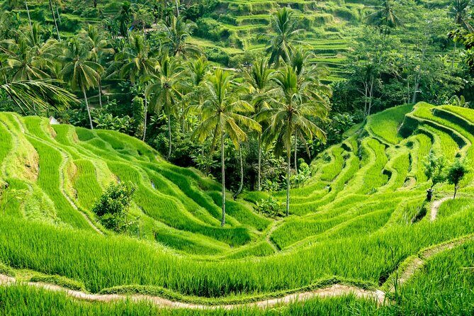 Bali All-Inclusive: Ubud Tour with Entrance Ticket and Lunch Included - Additional Stops and Passing By