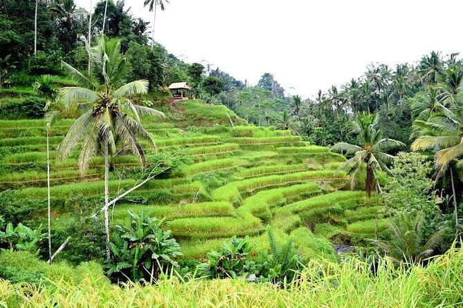 Bali ATV Ride Adventure and Kintamani Mt. Batur Volcano View - An Epic Day of Adventure and Culture in Bali