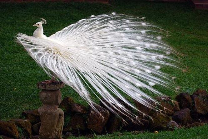 Bali Bird Park Admission Ticket - Key Points