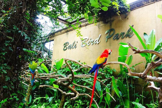 Bali Bird Park Entrance Tickets - An In-Depth Look at Bali Bird Park